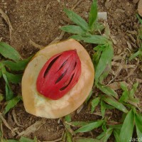 Myristica fragrans Houtt.